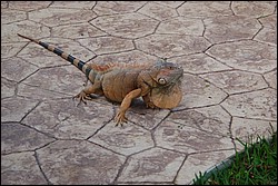 DSC_0020.JPG