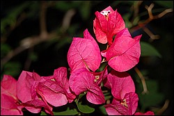 DSC_0058.JPG