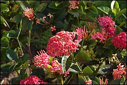 DSC_0083.JPG