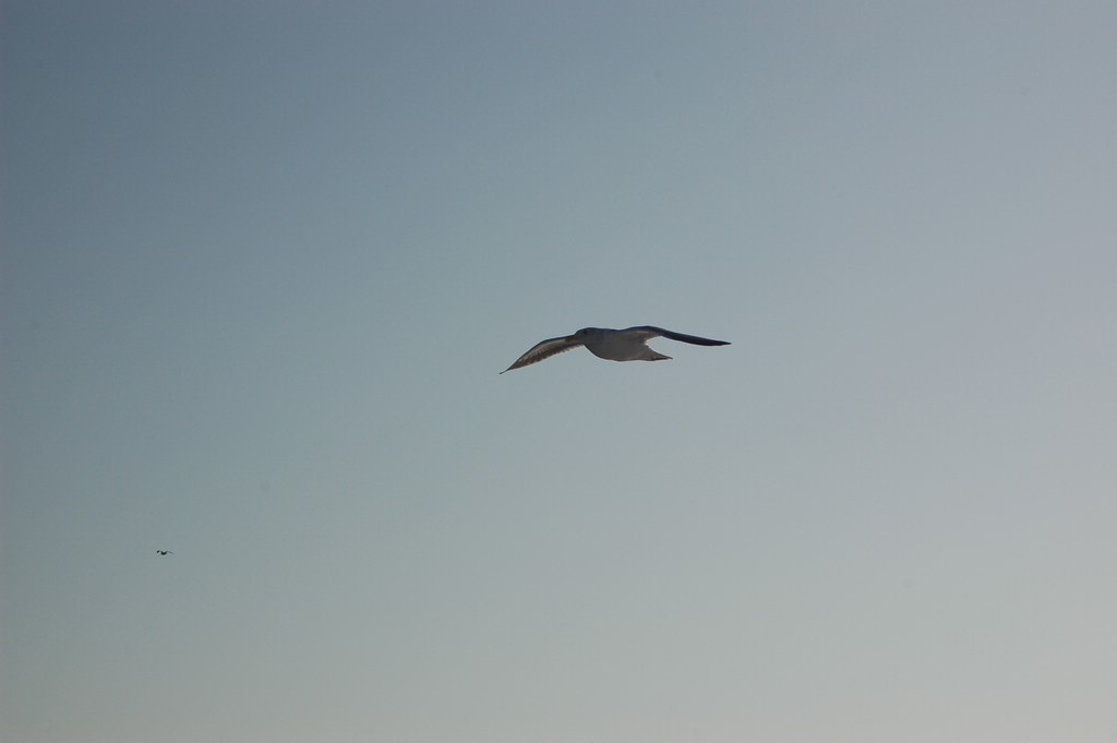 DSC_0011.JPG