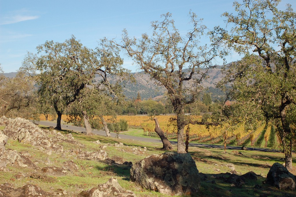 DSC_0130.JPG