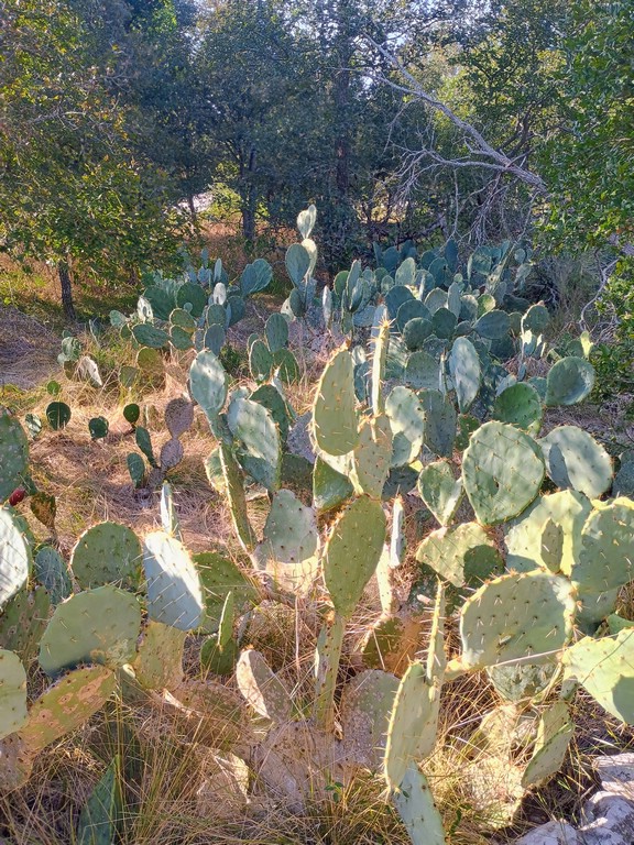IMG_20260902_180308786_HDR_AE.jpg
