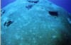 TN03_Georges_Reef-07.jpg (2935 bytes)